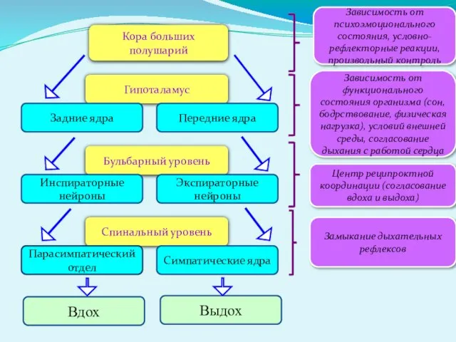 Кора больших полушарий Гипоталамус Задние ядра Передние ядра Бульбарный уровень Инспираторные