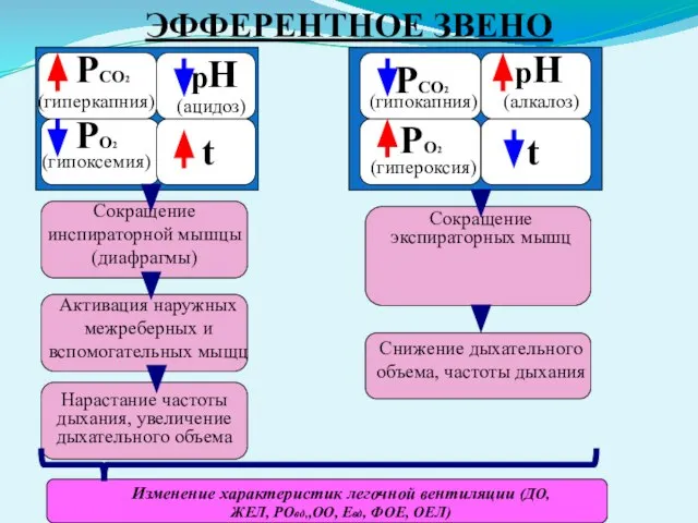 ЭФФЕРЕНТНОЕ ЗВЕНО РСО2 (гиперкапния) РО2 (гипоксемия) рН (ацидоз) t Сокращение инспираторной