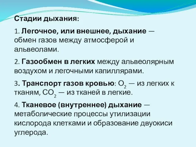 Стадии дыхания: 1. Легочное, или внешнее, дыхание — обмен газов между