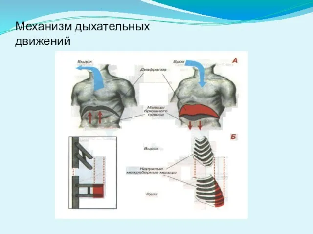 Механизм дыхательных движений