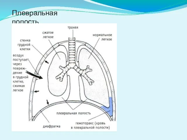 Плевральная полость