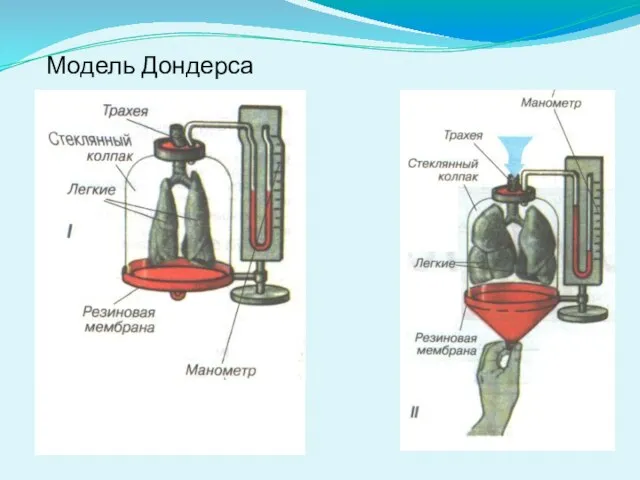 Модель Дондерса