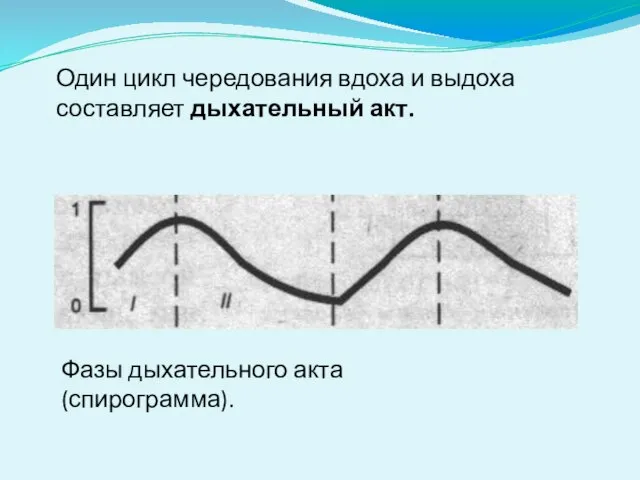 Фазы дыхательного акта (спирограмма). Один цикл чередования вдоха и выдоха составляет дыхательный акт.