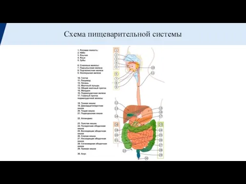 Схема пищеварительной системы