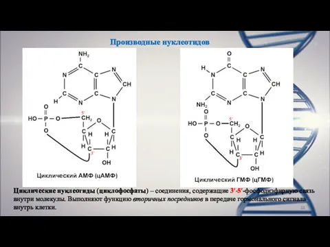 Производные нуклеотидов Циклический АМФ (цАМФ) Циклический ГМФ (цГМФ) Циклические нуклеотиды (циклофосфаты)