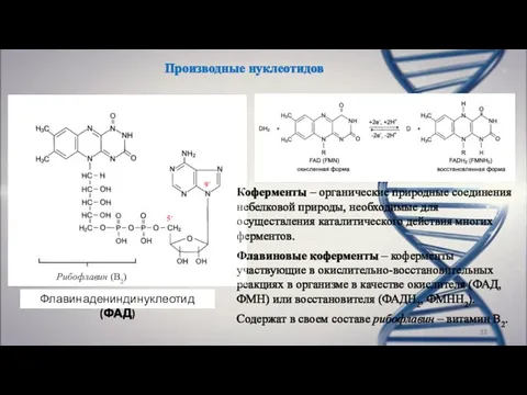 Производные нуклеотидов Флавинадениндинуклеотид (ФАД) Рибофлавин (В2) Коферменты – органические природные соединения