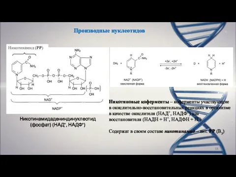 Производные нуклеотидов Никотинамидадениндинуклеотид (фосфат) (НАД+, НАДФ+) Никотиновые коферменты – коферменты участвующие