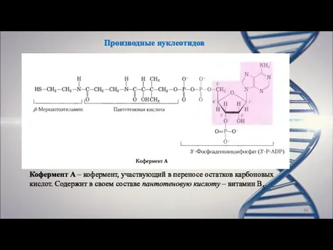 Производные нуклеотидов Кофермент А – кофермент, участвующий в переносе остатков карбоновых