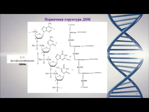 Первичная структура ДНК 3ʹ-5′-фосфодиэфирная связь 5′ 3′ 3′ 5′ 3′ 5′