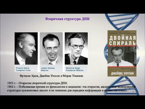 Вторичная структура ДНК Фрэнсис Крик, Джеймс Уотсон и Морис Уилкинс 1953