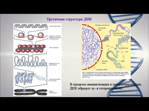 Третичная структура ДНК В процессе компактизации и суперспирализации ДНК образует эу- и гетерохроматин.