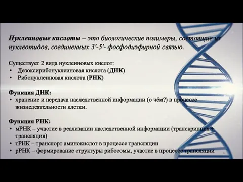 Нуклеиновые кислоты – это биологические полимеры, состоящие из нуклеотидов, соединенных 3ʹ-5ʹ-