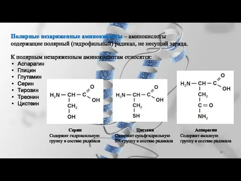 Полярные незаряженные аминокислоты – аминокислоты содержащие полярный (гидрофильный) радикал, не несущий