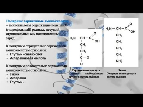 Полярные заряженные аминокислоты – аминокислоты содержащие полярный (гидрофильный) радикал, несущий отрицательный