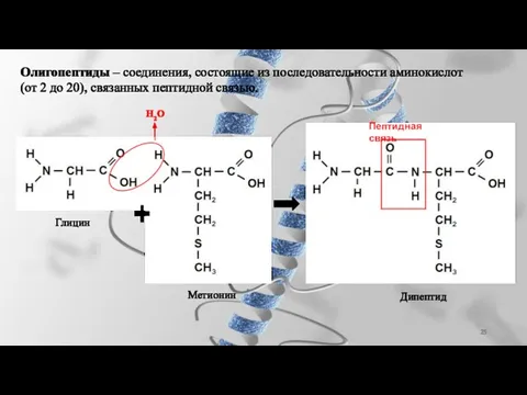 Олигопептиды – соединения, состоящие из последовательности аминокислот (от 2 до 20),