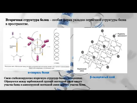 Вторичная структура белка – особая форма укладки первичной структуры белка в