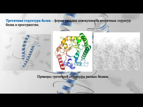 Третичная структура белка – форма укладки совокупности вторичных структур белка в