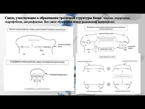 Связи, участвующие в образовании третичной структуры белка: ионные, водородные, гидрофобные, дисульфидные.