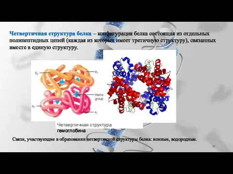 Четвертичная структура белка – конфигурация белка состоящая из отдельных полипептидных цепей