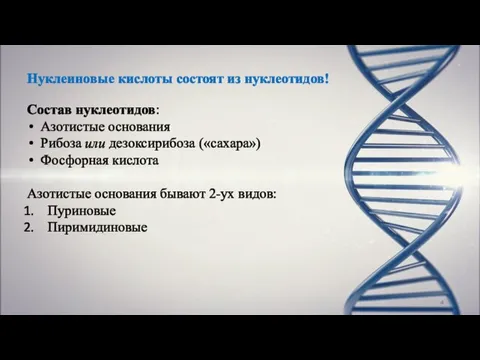 Нуклеиновые кислоты состоят из нуклеотидов! Состав нуклеотидов: Азотистые основания Рибоза или