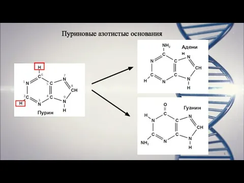 Пуриновые азотистые основания Пурин Гуанин 1 2 3 4 5 6 7 8 9