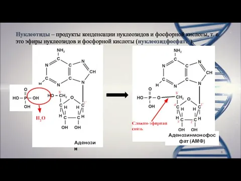 Нуклеотиды – продукты конденсации нуклеозидов и фосфорной кислоты, т. е. это