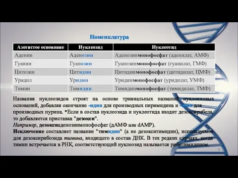 Номенклатура Названия нуклеозидов строят на основе тривиальных названий нуклеиновых оснований, добавляя