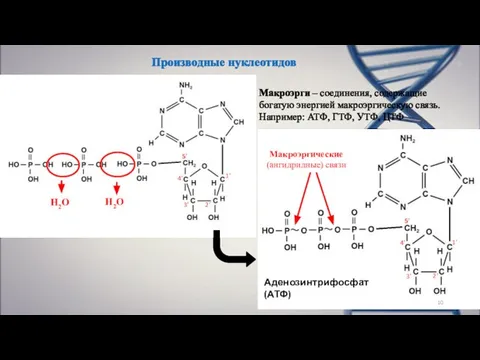 Производные нуклеотидов Н2О Н2О Макроэргические (ангидридные) связи Аденозинтрифосфат (АТФ) Макроэрги –