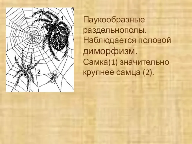 Паукообразные раздельнополы. Наблюдается половой диморфизм. Самка(1) значительно крупнее самца (2).