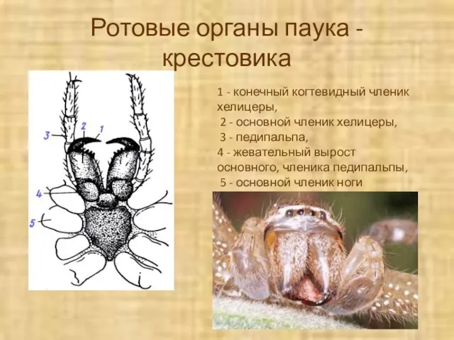 Ротовые органы паука - крестовика 1 - конечный когтевидный членик хелицеры,