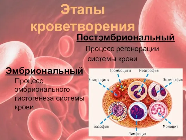 Этапы кроветворения Постэмбриональный Процесс регенерации системы крови Эмбриональный Процесс эмбрионального гистогенеза системы крови