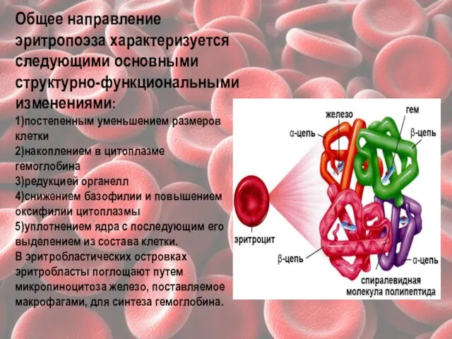 Общее направление эритропоэза характеризуется следующими основными структурно-функциональными изменениями: 1)постепенным уменьшением размеров