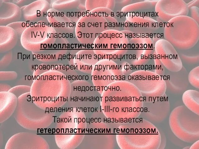 В норме потребность в эритроцитах обеспечивается за счет размножения клеток IV-V