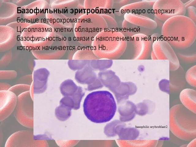 Базофильный эритробласт– его ядро содержит больше гетерохроматина. Цитоплазма клетки обладает выраженной