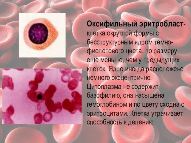 Оксифильный эритробласт- клетка округлой формы с бесструктурным ядром темно-фиолетового цвета, по