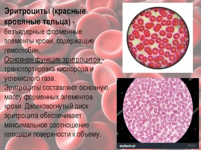 Эритроциты (красные кровяные тельца) - безъядерные форменные элементы крови, содержащие гемоглобин.