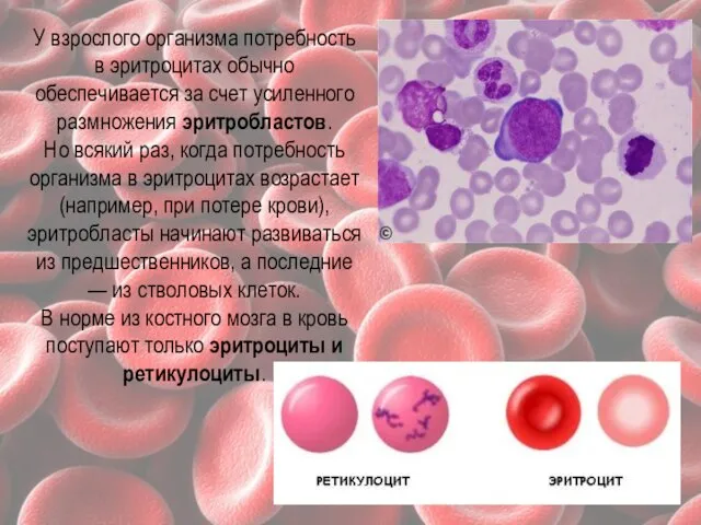 У взрослого организма потребность в эритроцитах обычно обеспечивается за счет усиленного