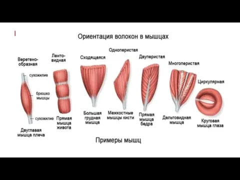 Название темы презентации В.Г. Лазаренко