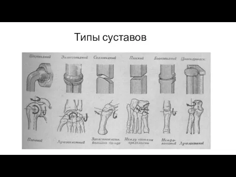 Название темы презентации В.Г. Лазаренко Типы суставов