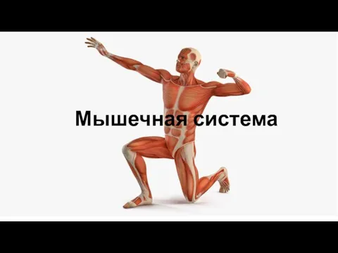 Мышечная система