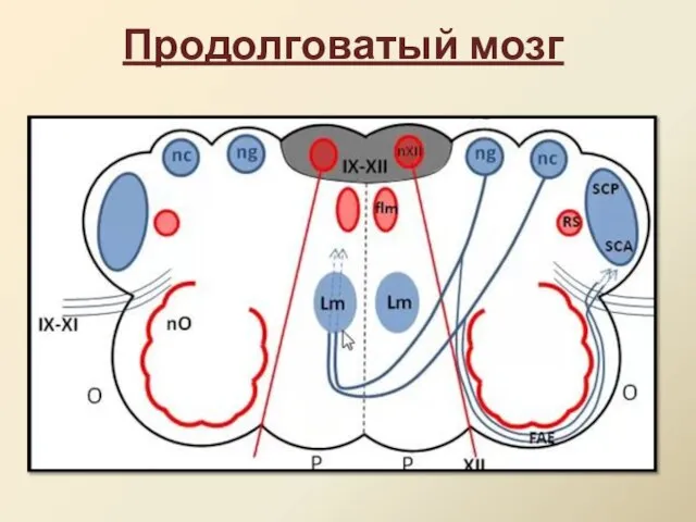 Продолговатый мозг