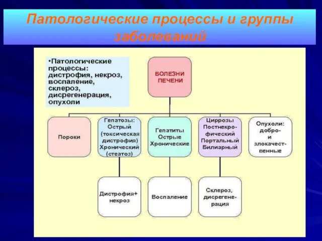 Патологические процессы и группы заболеваний