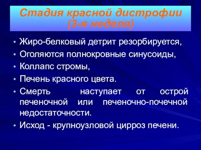 Жиро-белковый детрит резорбируется, Оголяются полнокровные синусоиды, Коллапс стромы, Печень красного цвета.