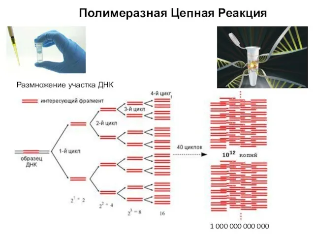 Размножение участка ДНК Полимеразная Цепная Реакция 1 000 000 000 000