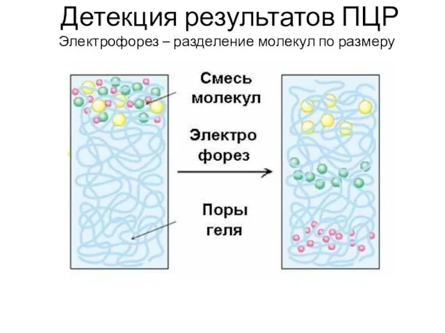 Электрофорез – разделение молекул по размеру Детекция результатов ПЦР