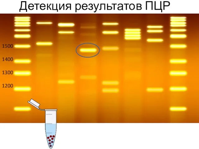 1500 1400 1300 1200 Детекция результатов ПЦР