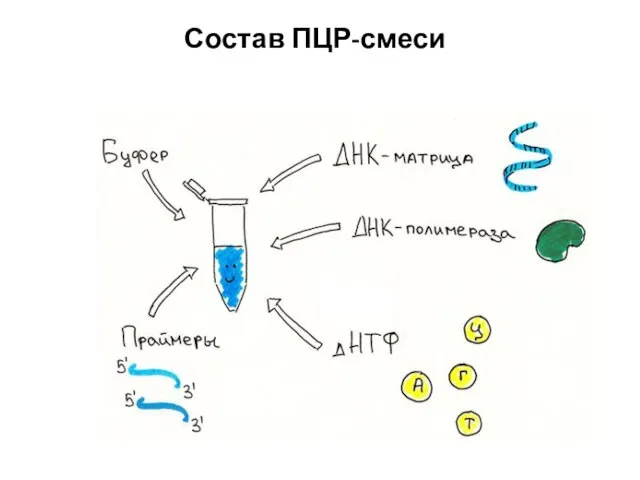 Состав ПЦР-смеси