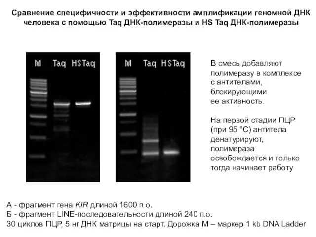 Сравнение специфичности и эффективности амплификации геномной ДНК человека с помощью Taq