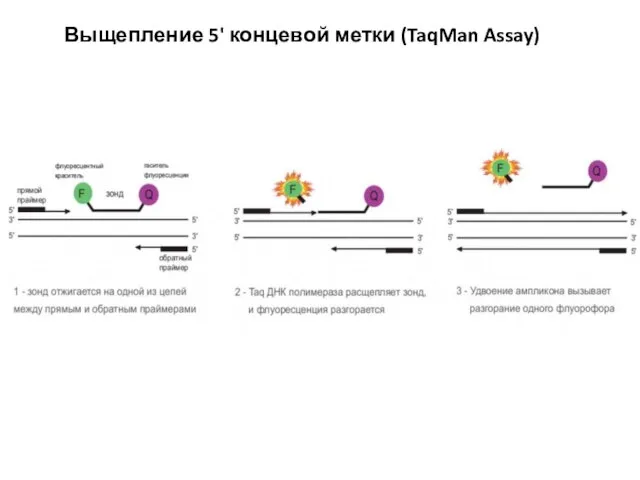 Выщепление 5' концевой метки (TaqMan Assay)