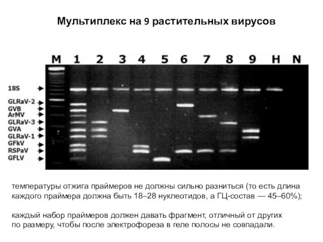 Мультиплекс на 9 растительных вирусов температуры отжига праймеров не должны сильно